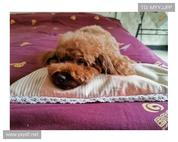 蒋圣龙家的狗都比我会养生